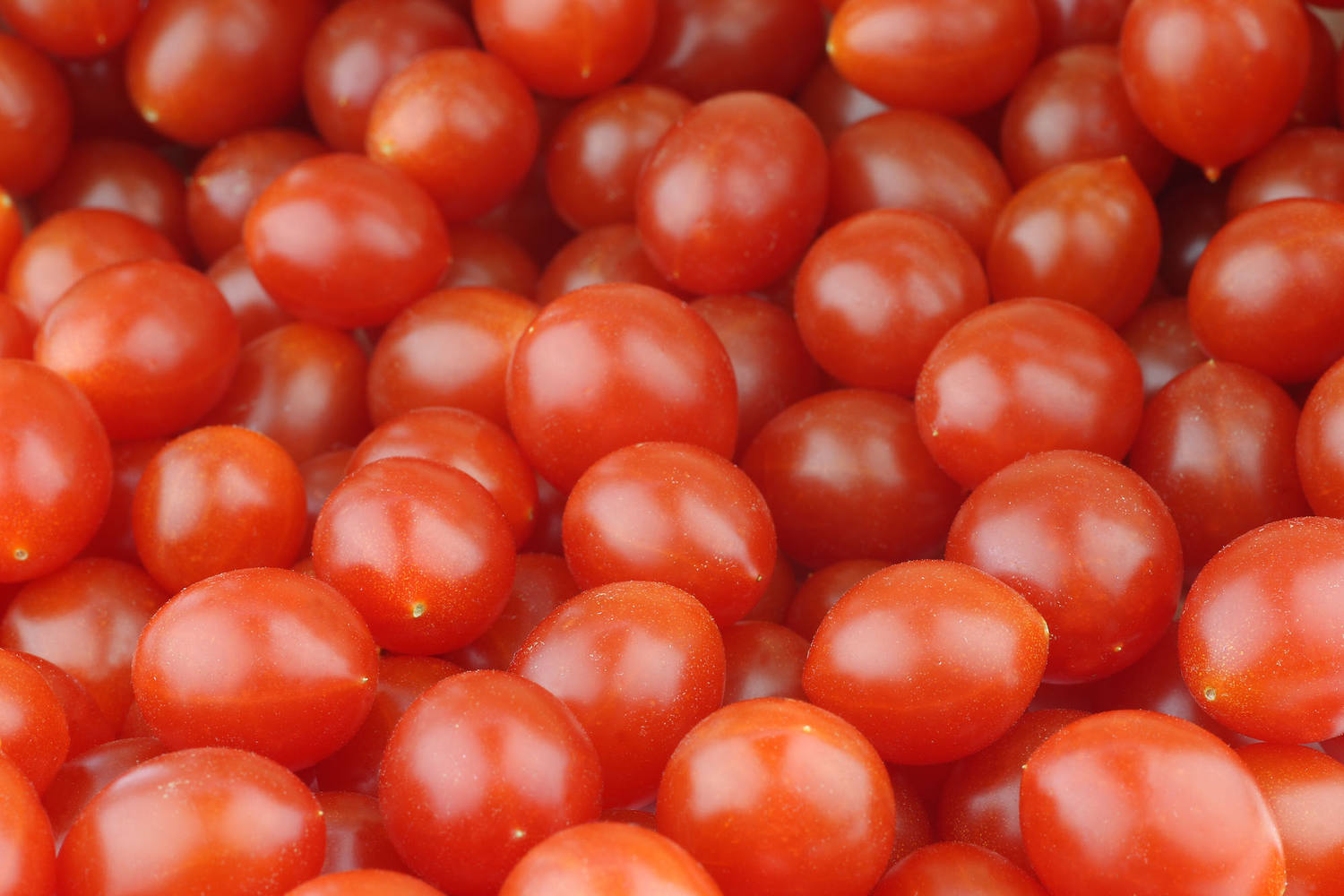 Tomberry tomaatjes rood 125gr stuk 2